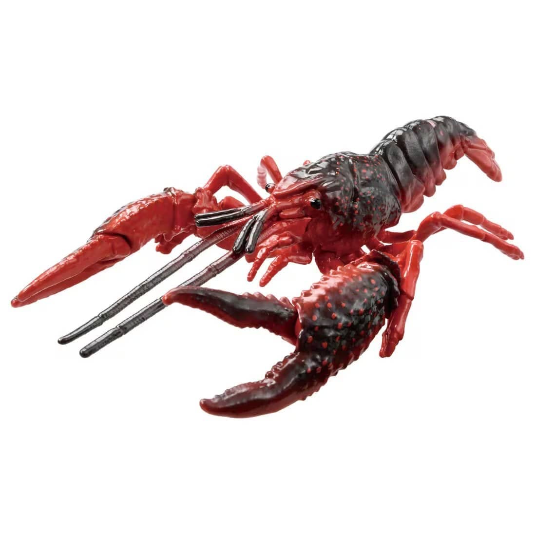 Ania AL-31 American Crayfish
